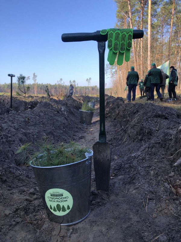 Лісівники Рівненщини та Волині продовжують садити ліс – Північно ...